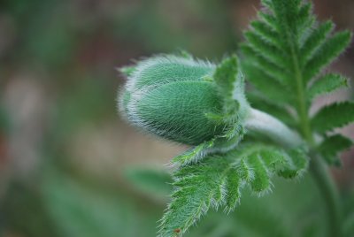 Papaver orientale - mák východní - detail poupěte